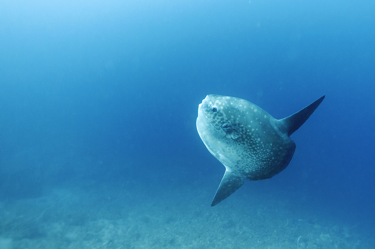 Mola-mola, South Komodo, Komodo national park