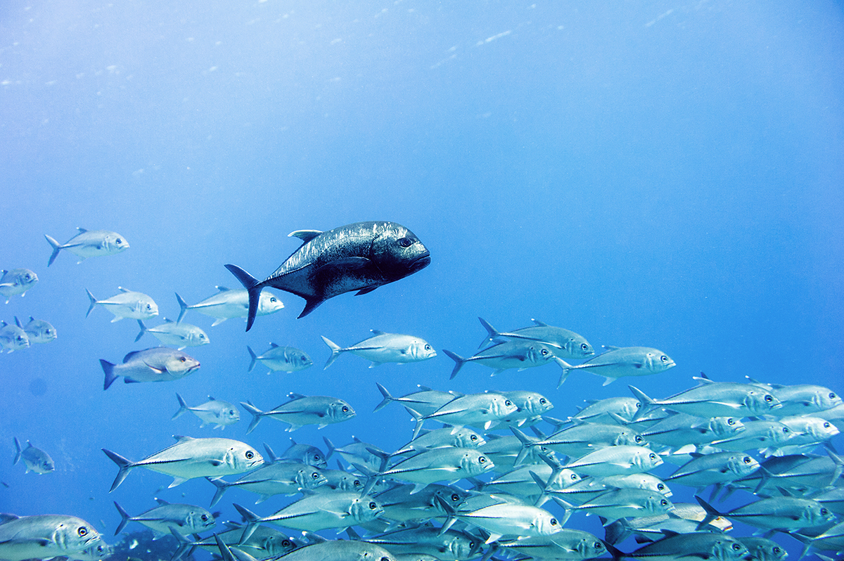 Giant trevally and school of big eyes trevally, Raja Ampat, West Papua 