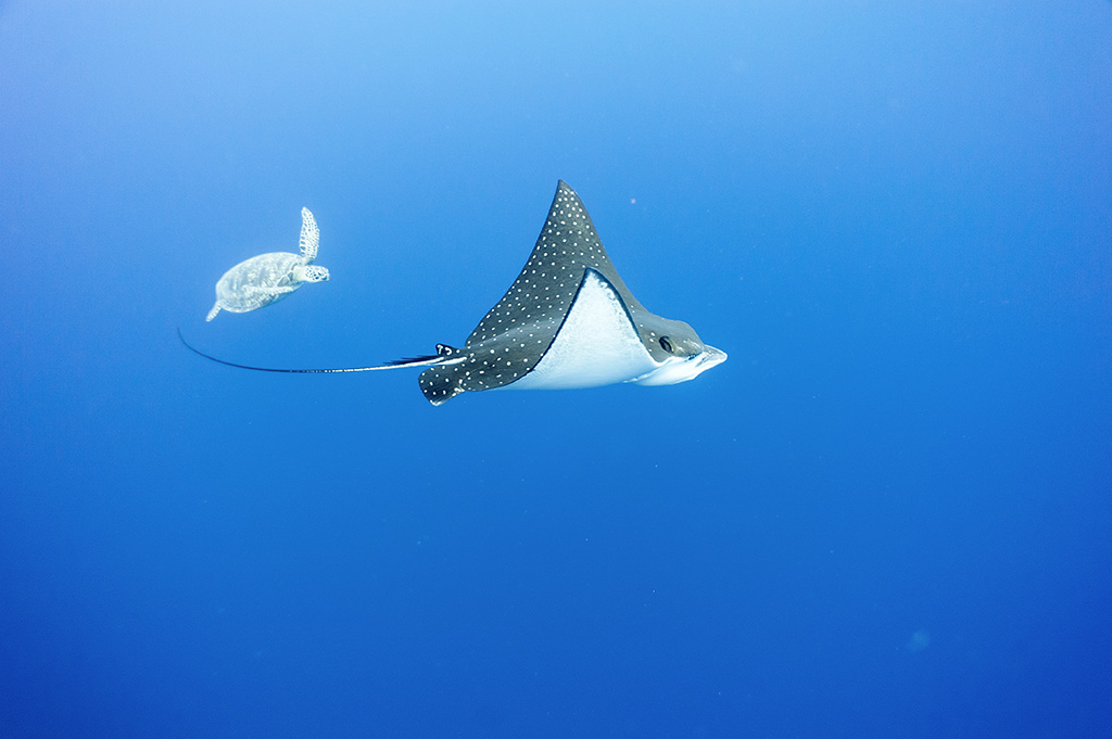 Eagle ray and turtle in the Banda sea, Moluccas