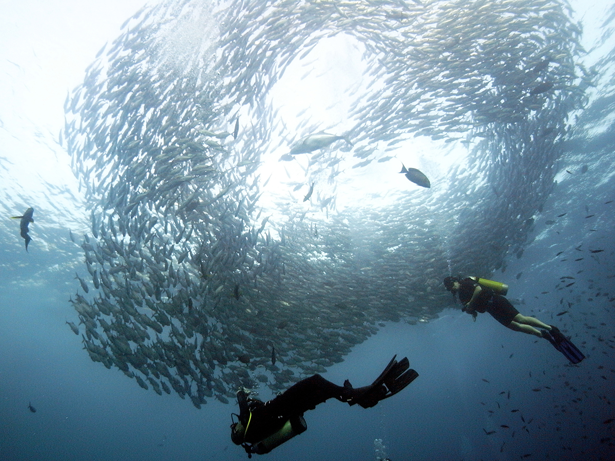 Bigeyes trevally, Liberty wreck, Bali