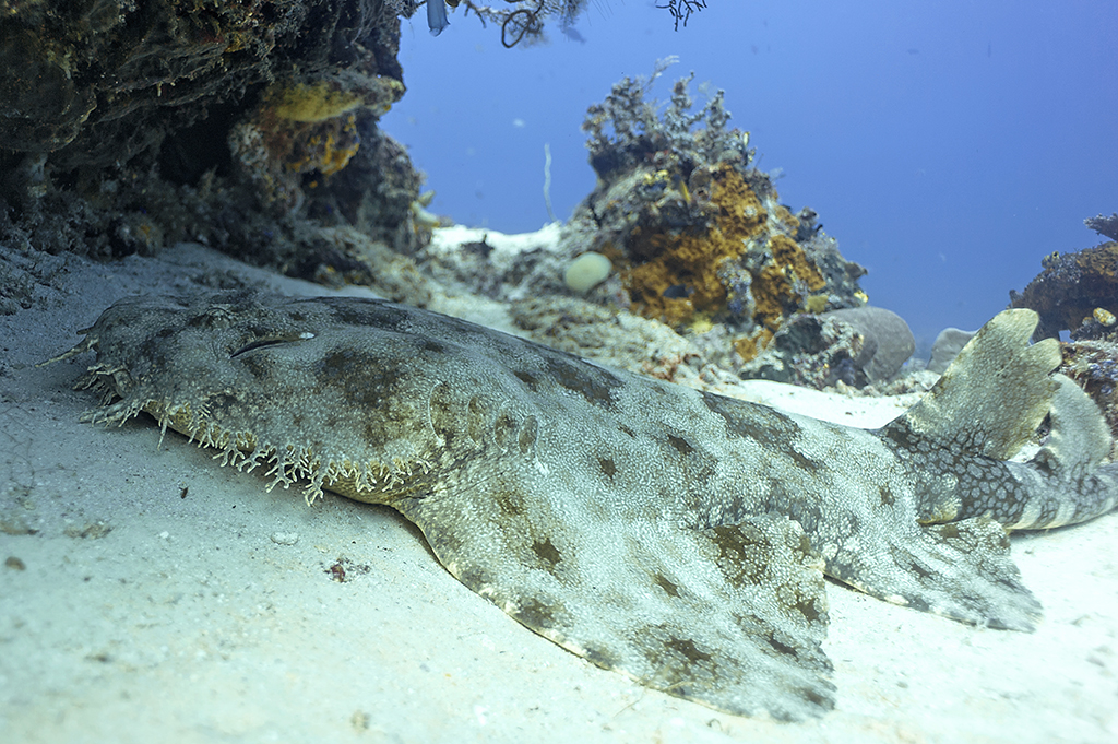 Wobbegong shark, Raja Ampat, West Papua