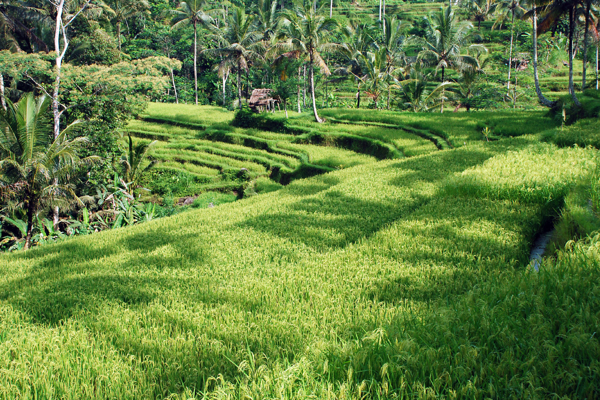 Rice field, Bali