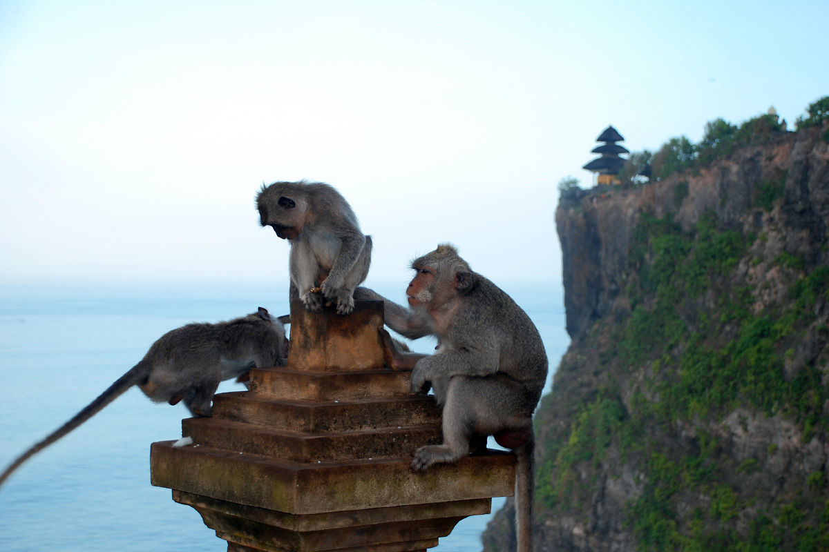 Monkeys at Uluwatu temple Bali