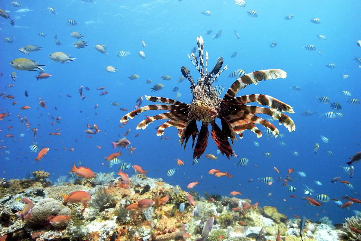 Lionfish, Raja Ampat, West Papua 