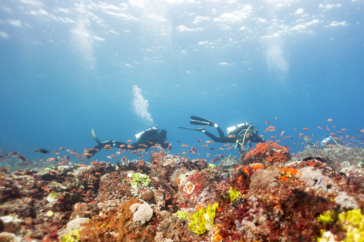 Divers swimming above coral reef, Raja Ampat, West Papua
