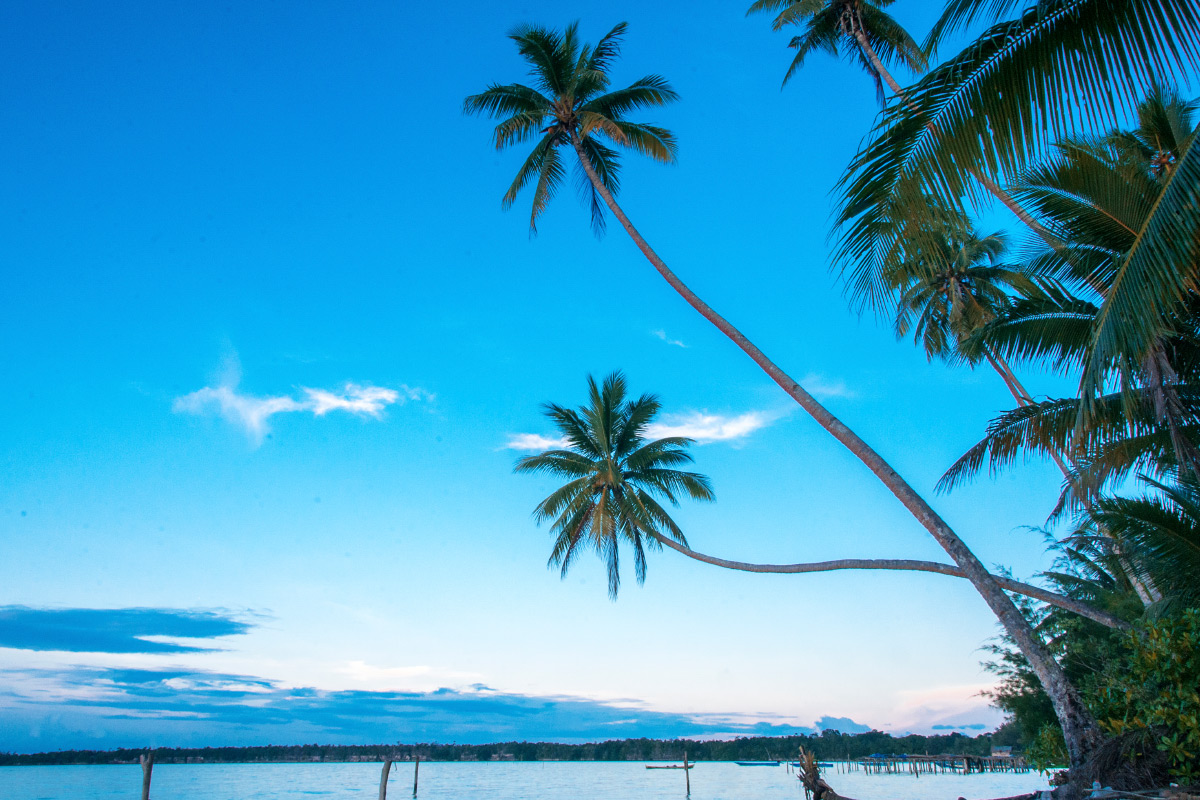 Tall palm trees above the beach, Key island, Moluccas