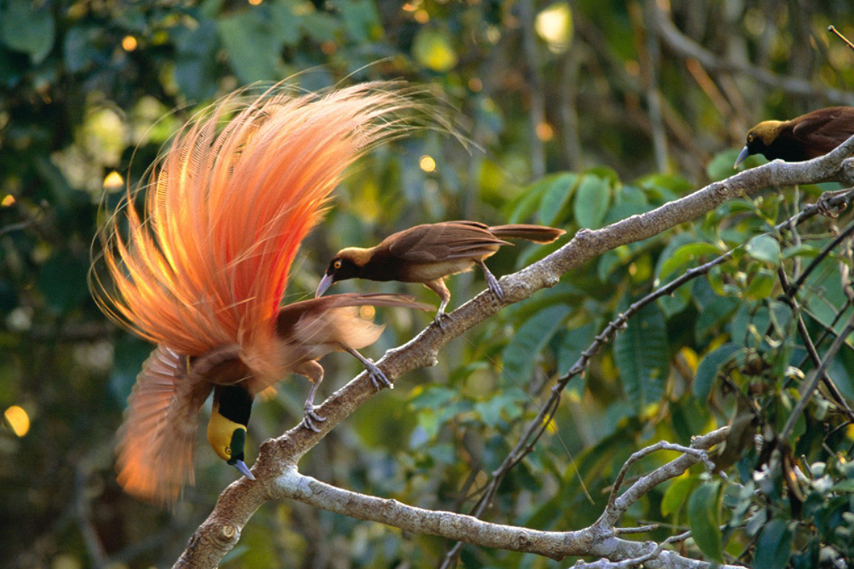 Bird of paradise, Papua
