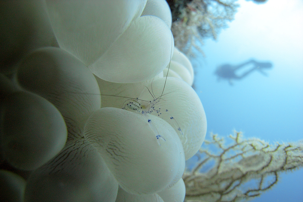 Bubble coral with shrimp in Misool, Raja Ampat, West Papua